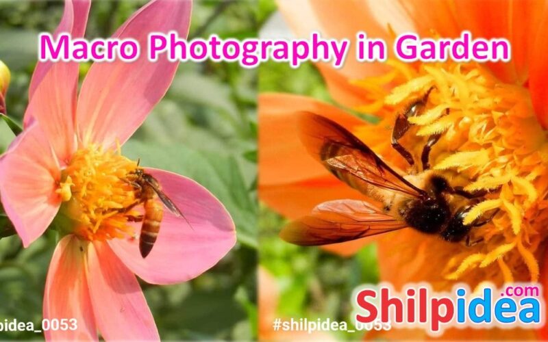 macro-photography-in-garden-shilpidea