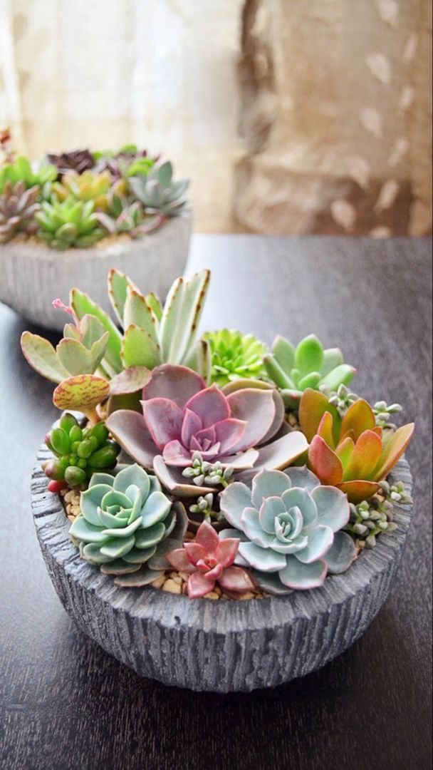 how to plant succulents
