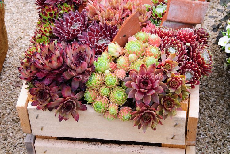 how to plant succulents
