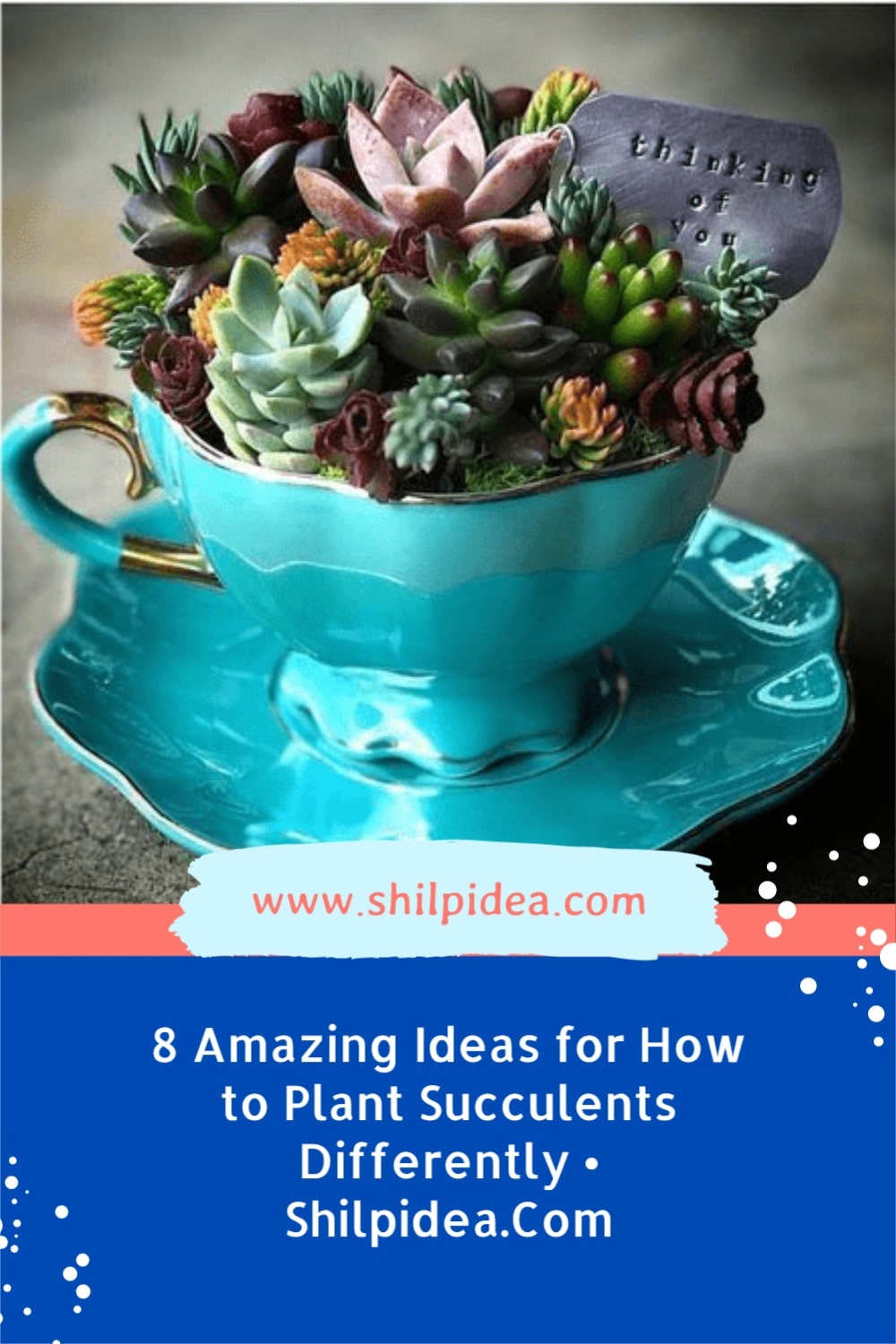 how-to-plant-succulents-differently-shilpidea