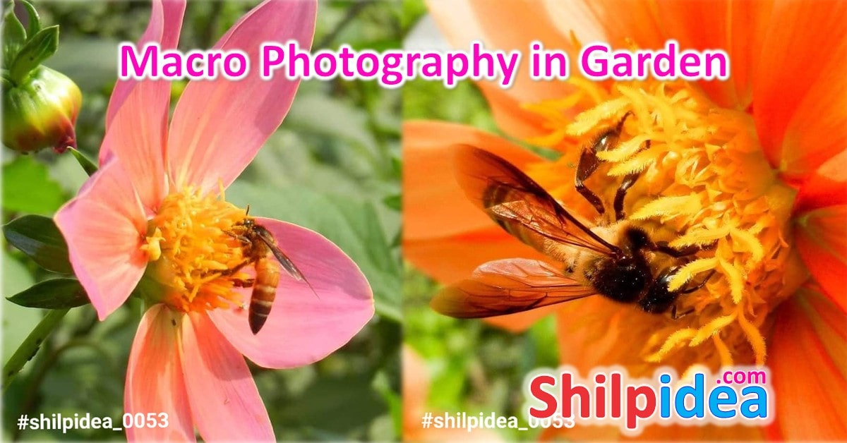 macro-photography-in-garden-shilpidea